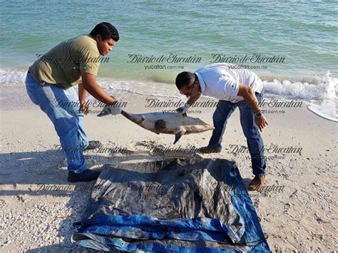 Third Whale Found Dead On Yucatan Shores And Today A Dolphin And