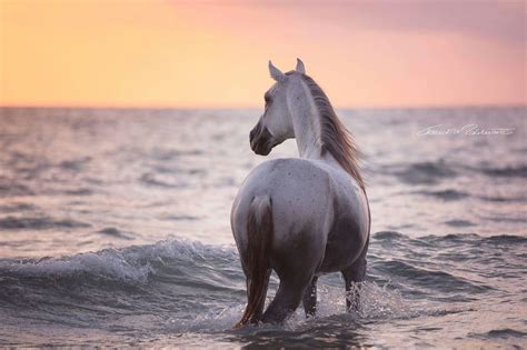 Horse By Sunset In The Ocean Horses Horse Love Beautiful Horses