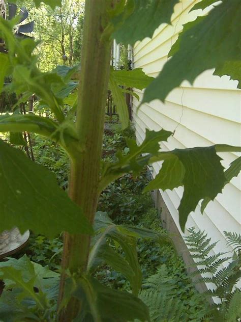 Strange Super Tall Weed Flowers Forums
