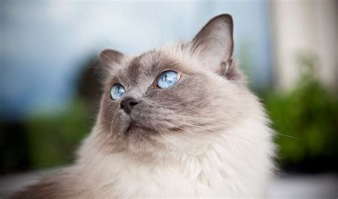 Ragdoll Has Floppy Relaxed Good Nature Ragdoll Cat Breed Cat Breeds