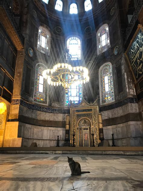 Cat In Hagia Sophia Istanbul Turkey R Pics