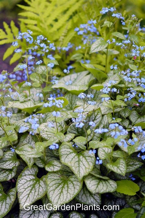 Plantfiles Pictures Variegated Siberian Bugloss False Forget Me Not