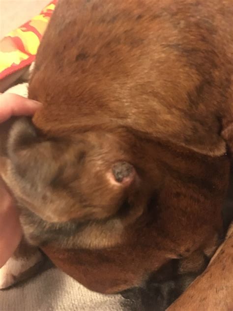 My Boxer Has A Weird Scabbing Growth Behind His Ear I Cant Tell If It