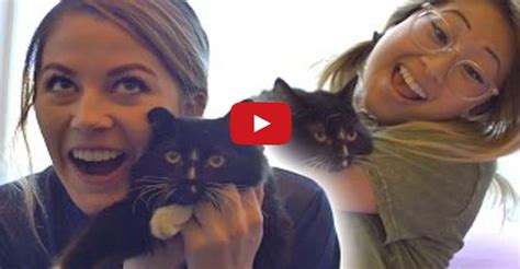 People Confess Their Love For Cats We Love Cats And Kittens