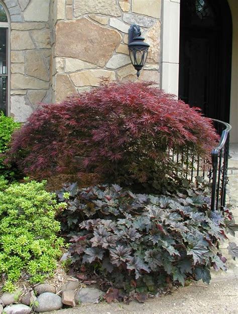 Dwarf Japanese Maple Like The One I Have In The Front Already