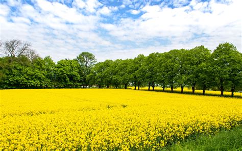 Download Wallpaper 3840x2400 Field Flowers Yellow Trees Nature