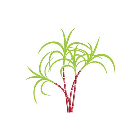 Sugarcane Logo And Symbol Vector Image Sign Closeup Green Vector Sign