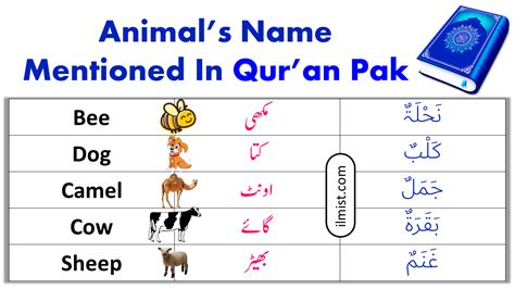 21 Animals Mentioned In Holy Quran Animals In Quran Ilmist