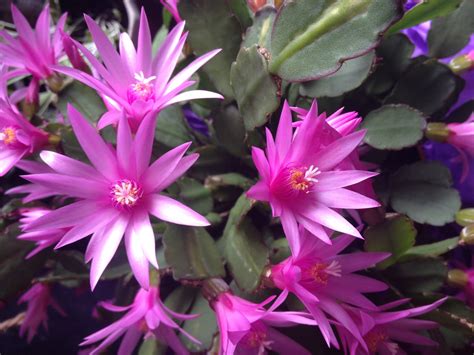 Pink Easter Cactus Flowers Free Stock Photo Public Domain Pictures
