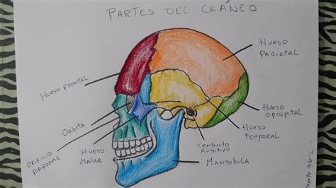 Cómo Dibujar El Cráneo Y Sus Partes How To Draw The Skull And Its