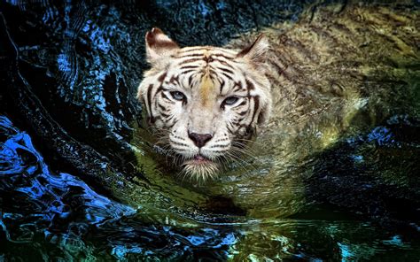 White Tiger With Blue Eyes Wallpapers 3d Wallpaper Cave