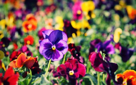 Purple And Red Petaled Flower Field Hd Wallpaper Wallpaper Flare