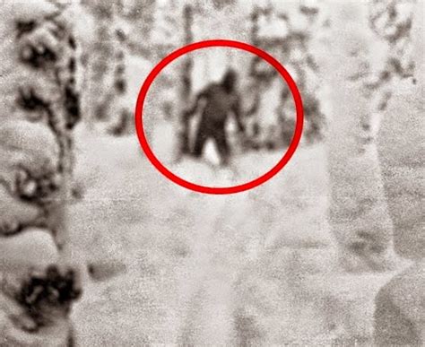 Undebunking Bigfoot The Possible Yeti Photographed In Russia Was Not