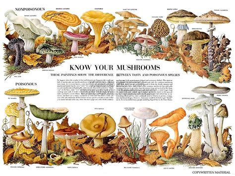 Science Biology Mycology Mushroom Fungus Toadstool Chart Poster Print
