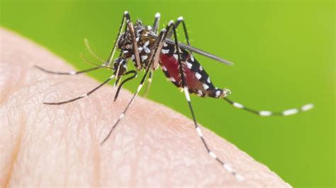 Argentina Registra El Mayor Brote De Dengue Desde 2015 2016 Perfil