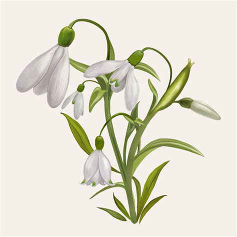 Free Free 244 Snowdrop Svg SVG PNG EPS DXF File