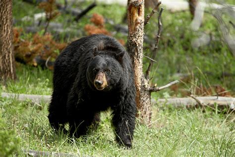 Black Bear Ursus Americanus Sow By James Hager Robertharding