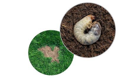 Grub Control 101 When Is The Best Time To Apply Grub Treatment