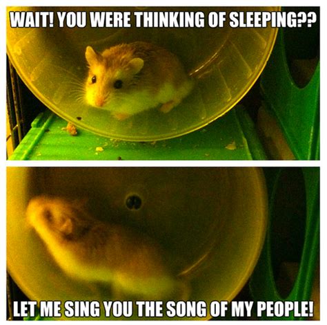 Hamster Humor 20pics The Hamster Wheel Eventually Was Background
