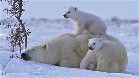 Polar bear baby cubs are born with their eyes closed and they are very helpless during this early stage of their life. Polar Bear Mom Snuggles With Her Cubs In the Arctic Snow ...