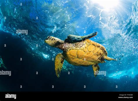 Hawaiian Green Sea Turtle Chelonia Mydas Swimming In Clear Blue