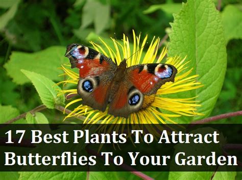 Butterflies like having an abundance of flowers to choose from! 17 Best Plants To Attract Butterflies To Your Garden
