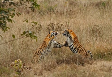 1 Umarpani Male The Biggest Tiger Of Kanha National Park
