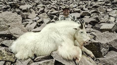 Hunting Giant Mountain Goats In Utah Youtube