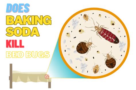 Does Baking Soda Kill Bed Bugs Alienwerks Pest Management
