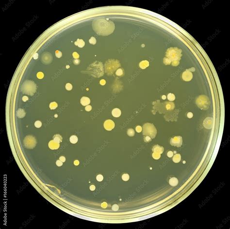 Colonies Of Bacteria From Air On A Petri Dish Agar Plate Isolated On