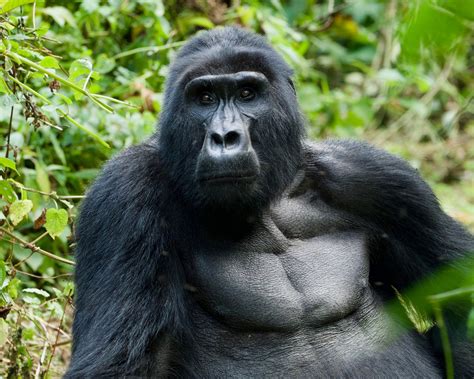 Gorilas Das Montanhas Acolhem Espécimes Que Perderam A Mãe Mostra