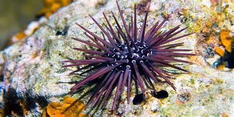 Nonton online berita dan info landak laut terupdate hanya di vidio. Manfaat Bulu Babi untuk Kesehatan yang Tak Disangka-sangka