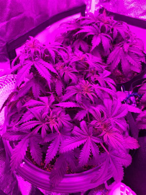 Growers Choice Seeds Critical Purple Autoflowering Grow Diary Journal