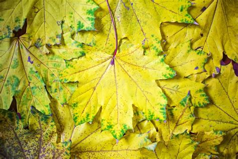 Background Of Yellow Maple Leaves Autumn Abstraction Wallpaper Stock