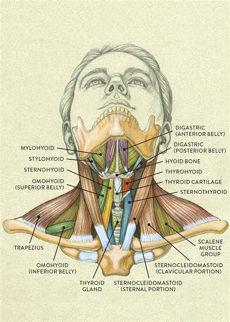 Neck Muscle Diagram Labeled Identify The Muscles That Are Labeled In