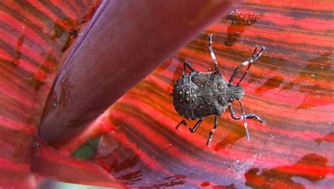 Although your pest problem may be specific to your region and the season, new pests can threaten your home throughout the year. These are all over our new home landscape in West Virginia ...