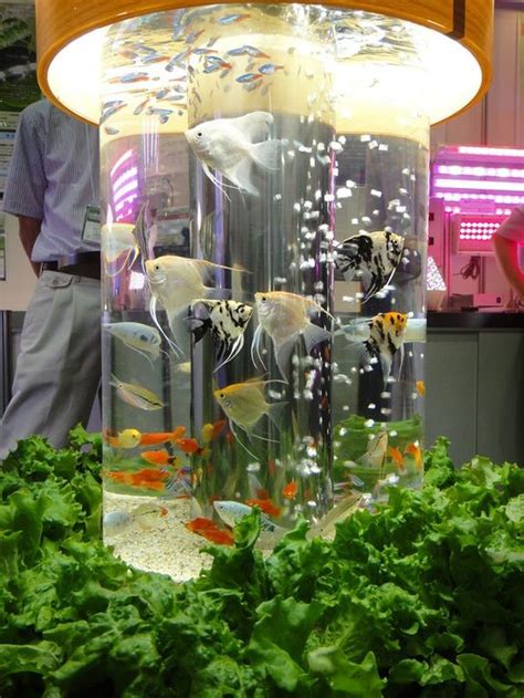 30 Awesome Fish Tank Ideas Indoor Aquaponics Aquaponics Diy Aquaponics