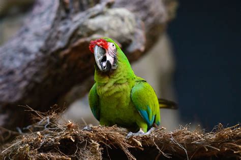 So here are 10 amazing tropical rainforest animals and a list containing a few facts and. Birds of Tropical Rainforests - Bird Eden