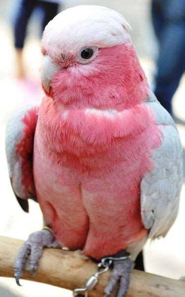 Pink Bird Pink Bird Cute Stuff Pinterest Pets Pink And Pet Birds