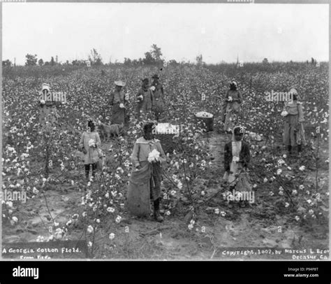 A Georgia Cotton Field Stock Photo Alamy