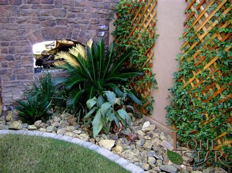 Buy king sago palm trees (cycas revoluta) with delivery right to your doorstep. Sago palm in landscape with trellis and double sided ...