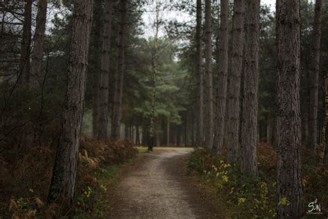 Wooded Corridor in Sherwood Forest image - Free stock photo - Public ...