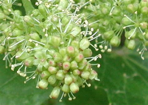 Grape clusters on affected shoots may have mixture of large and small berries. Grapes, Wild (Vitis spp) - 26a - Flowering Trees, Bushes ...