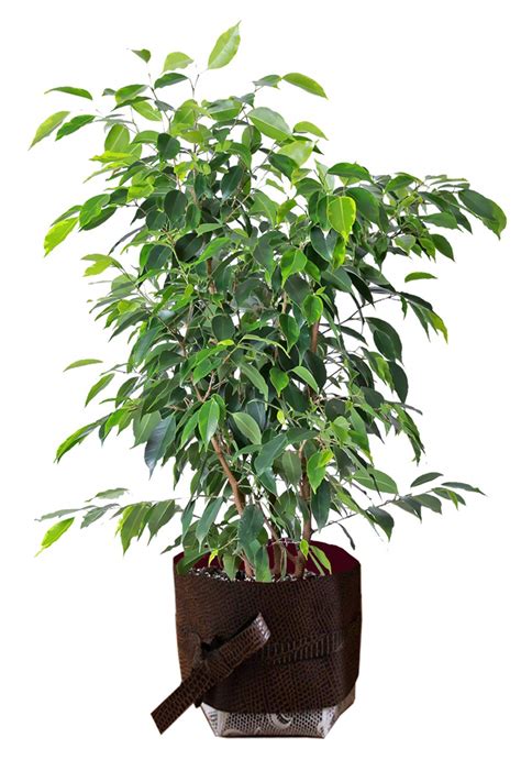 Plants Fruits Tree Herbs Live Tropical House Plants Outdoor Planters