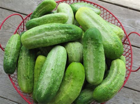 Boston Pickling Cucumber White Harvest Seed Company