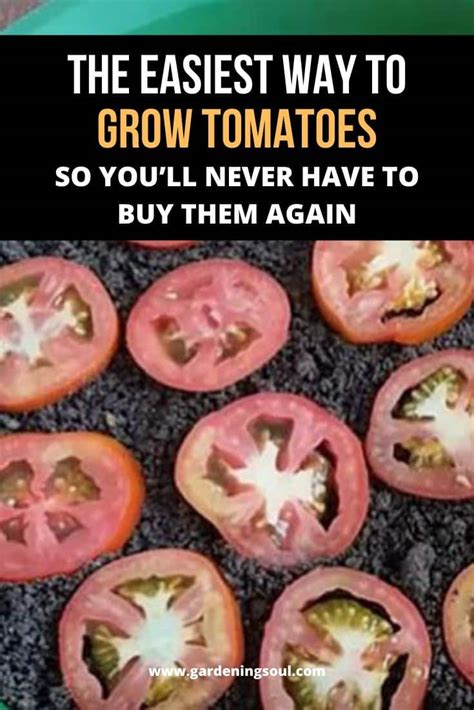 The Easiest Way To Grow Tomatoes Gardening Soul