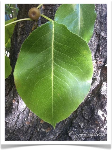 Fruit Tree Leaves Identification