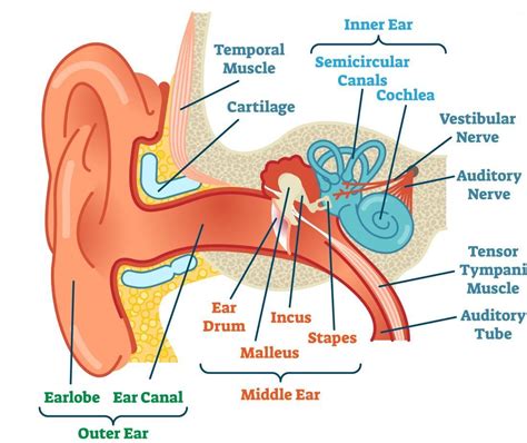 Ear Anatomy Model Labeled