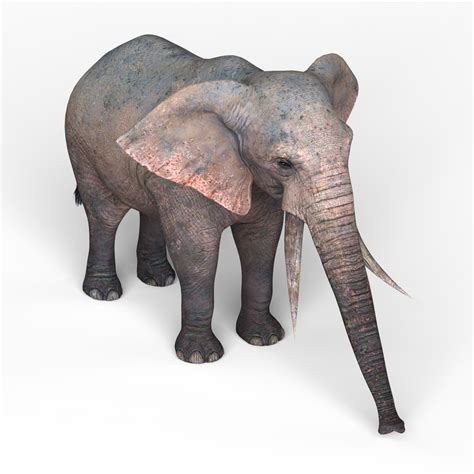 Artstation African Elephant Resources
