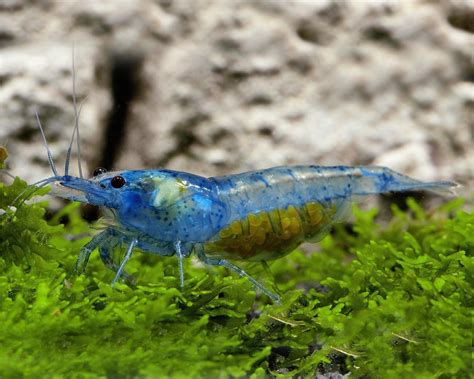 Garnelio X Blue Jelly Shrimp Neocaridina Davidi Var Blue Jelly